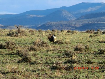 Greater Sage-Grouse in Oregon

Photo by Kevin Eldridge/BLM Oregon