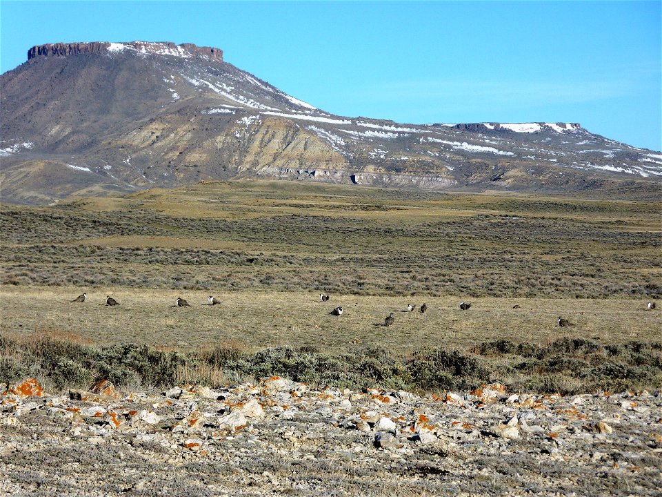 This photo was taken during lek counts in April, 2010 in core sage-grouse habitat in south central Wyoming. North Table Rock is in background.
Location: Sweetwater County, WY
Credit: Mark Bellis / USF