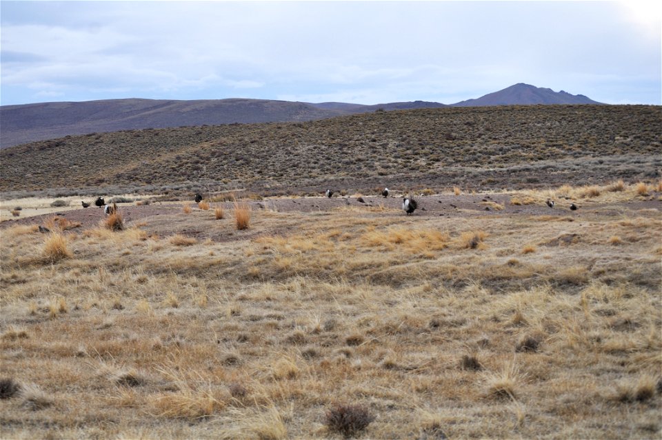 Greater sage-grouse lek near Bodie, California.  (Jeannie Stafford/USFS)