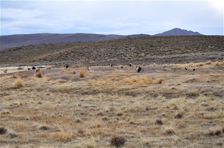 Greater sage-grouse lek near Bodie, California.  (Jeannie Stafford/USFS)