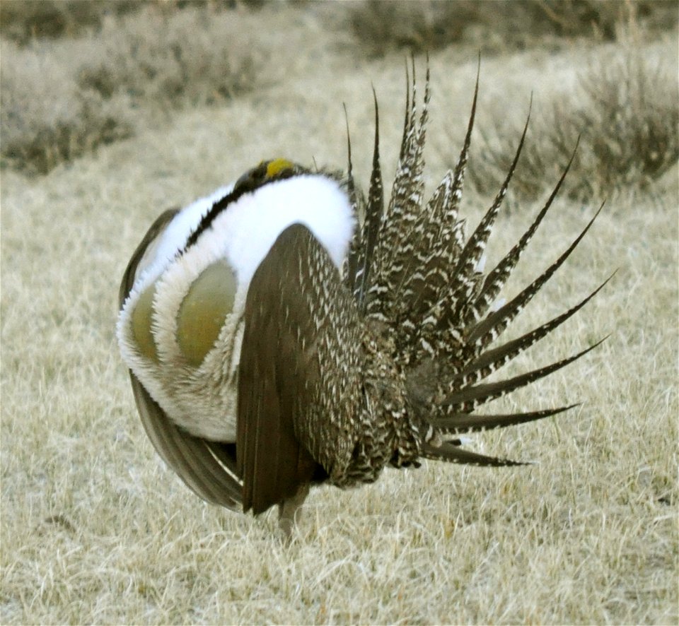 Male greater sage-grouse struts to attract females at a lek (breeding or dancing ground) near Bodie, California in April.  (Jeannie Stafford/USFWS)