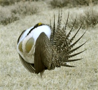 Male greater sage-grouse struts to attract females at a lek (breeding or dancing ground) near Bodie, California in April.  (Jeannie Stafford/USFWS)