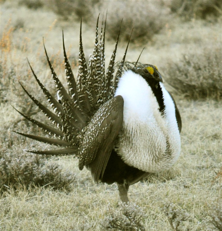 Male greater sage-grouse struts to attract females at a lek (breeding or dancing ground) near Bodie, California in April.  (Jeannie Stafford/USFWS)
