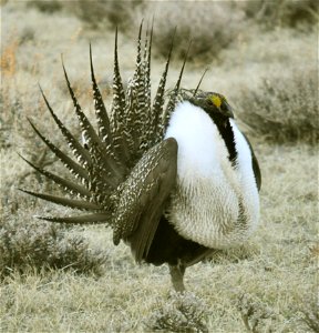 Male greater sage-grouse struts to attract females at a lek (breeding or dancing ground) near Bodie, California in April.  (Jeannie Stafford/USFWS)
