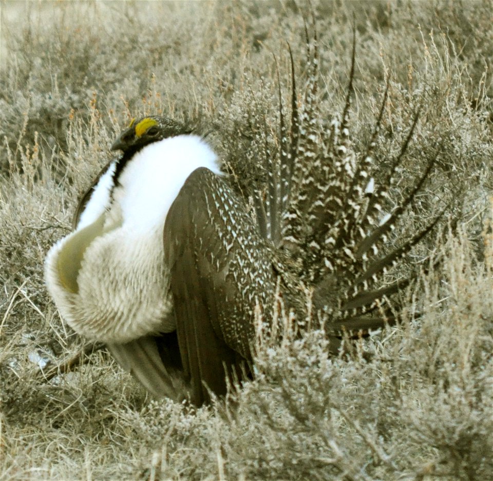 Male greater sage-grouse struts to attract females at a lek (breeding or dancing ground) near Bodie, California in April.  (Jeannie Stafford/USFWS)
