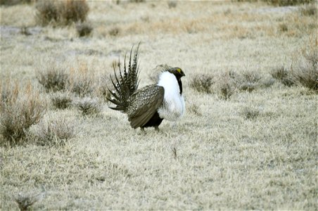 Male greater sage-grouse struts to attract females at a lek (breeding or dancing ground) near Bodie, California in April.  (Jeannie Stafford/USFWS)