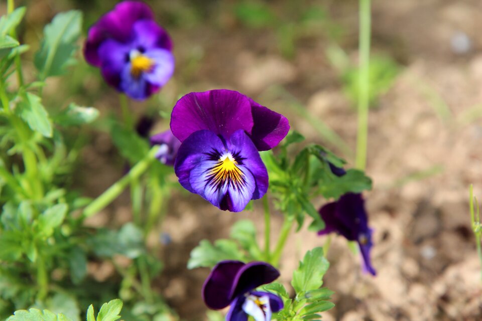 Mini thoughts thoughts purple flowers