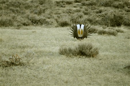 Male greater sage-grouse struts at lek (dancing or mating grounds) to attract females near Bodie, California.  (Jeannie Stafford/USFS)