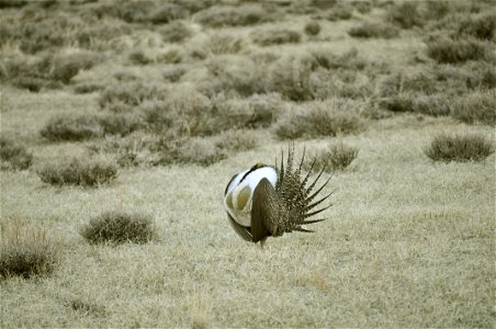 Male greater sage-grouse struts at lek (dancing or mating grounds) to attract females near Bodie, California. (Jeannie Stafford/USFS) photo