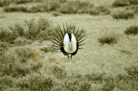 Male greater sage-grouse struts at lek (dancing or mating grounds) to attract females near Bodie, California. (Jeannie Stafford/USFS) photo