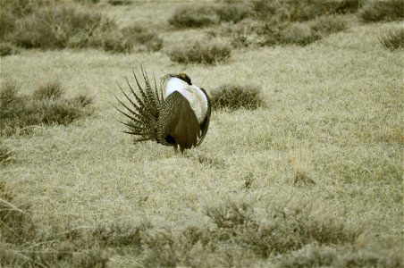 Male greater sage-grouse struts at lek (dancing or mating grounds) to attract females near Bodie, California.  (Jeannie Stafford/USFS)