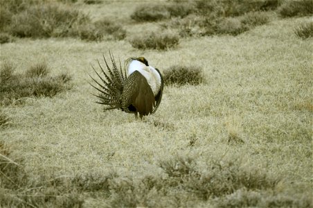 Male greater sage-grouse struts at lek (dancing or mating grounds) to attract females near Bodie, California. (Jeannie Stafford/USFS) photo