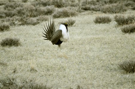 Male greater sage-grouse struts at lek (dancing or mating grounds) to attract females near Bodie, California.  (Jeannie Stafford/USFS)