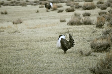 Male greater sage-grouse strut at lek (dancing or mating grounds) to attract females near Bodie, California.  (Jeannie Stafford/USFS)