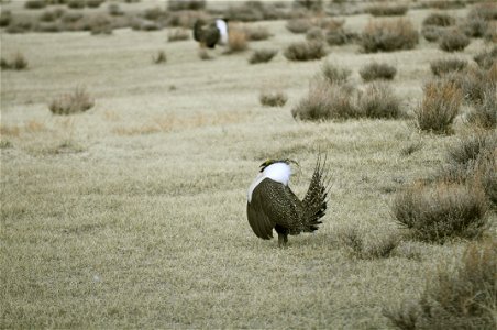 Male greater sage-grouse strut at lek (dancing or mating grounds) to attract females near Bodie, California. (Jeannie Stafford/USFS) photo
