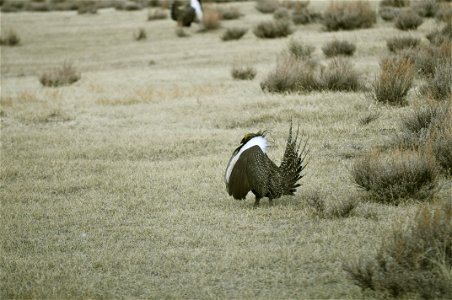 Male greater sage-grouse strut at lek (dancing or mating grounds) to attract females near Bodie, California. (Jeannie Stafford/USFS) photo