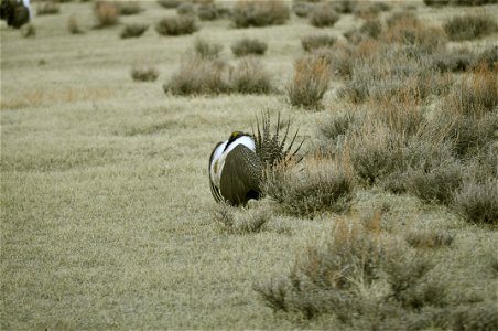 Male greater sage-grouse struts at lek (dancing or mating grounds) to attract females near Bodie, California.  (Jeannie Stafford/USFS)