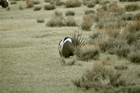 Male greater sage-grouse struts at lek (dancing or mating grounds) to attract females near Bodie, California. (Jeannie Stafford/USFS) photo