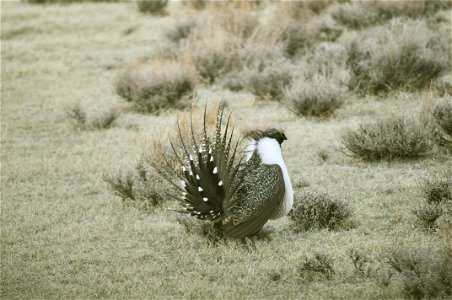 Male greater sage-grouse struts at lek (dancing or mating grounds) to attract females near Bodie, California.  (Jeannie Stafford/USFS)