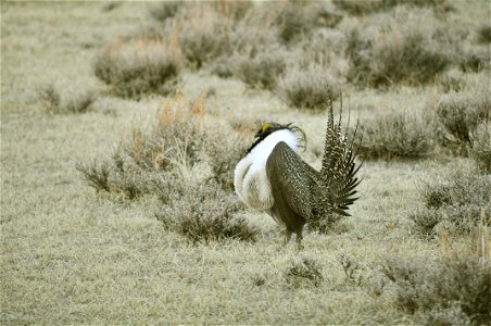 Male greater sage-grouse struts at lek (dancing or mating grounds) to attract females near Bodie, California.  (Jeannie Stafford/USFS)