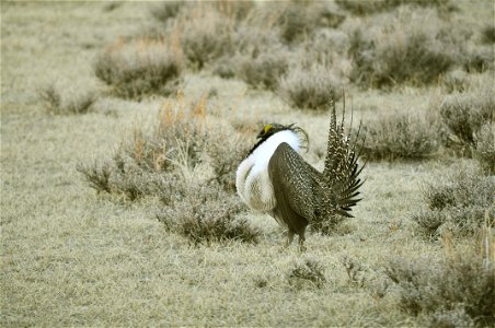 Male greater sage-grouse struts at lek (dancing or mating grounds) to attract females near Bodie, California. (Jeannie Stafford/USFS) photo