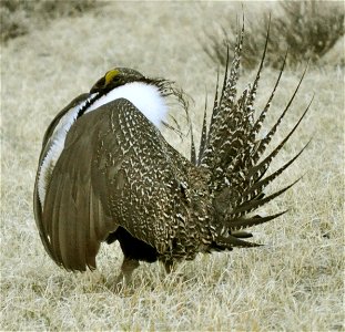 Male greater sage-grouse struts to attract females at a lek (breeding or dancing ground) near Bodie, California in April.  (Jeannie Stafford/USFWS)