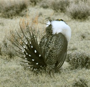 Male greater sage-grouse struts to attract females at a lek (breeding or dancing ground) near Bodie, California in April.  (Jeannie Stafford/USFWS)