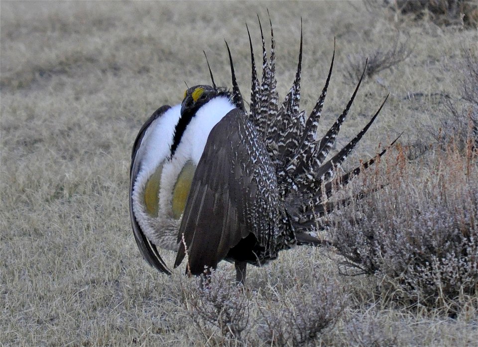 Male greater sage-grouse struts to attract females at a lek (breeding or dancing ground) near Bodie, California in April.  (Jeannie Stafford/USFWS)