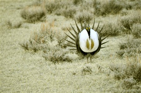 Male greater sage-grouse struts at lek (dancing or mating grounds) to attract females near Bodie, California.  (Jeannie Stafford/USFS)