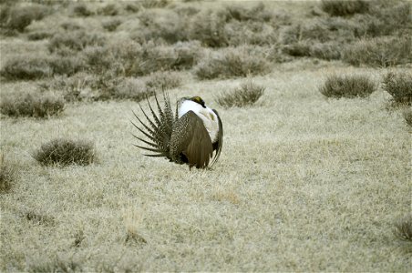 Male greater sage-grouse struts at lek (dancing or mating grounds) to attract females near Bodie, California. (Jeannie Stafford/USFS) photo