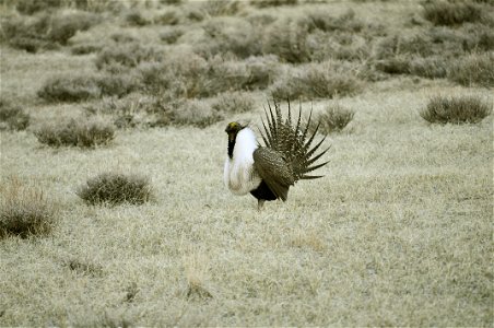 Male greater sage-grouse struts at lek (dancing or mating grounds) to attract females near Bodie, California. (Jeannie Stafford/USFS) photo