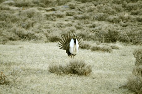 Male greater sage-grouse struts at lek (dancing or mating grounds) to attract females near Bodie, California.  (Jeannie Stafford/USFS)