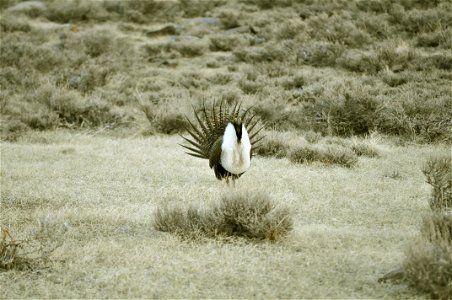 Male greater sage-grouse struts at lek (dancing or mating grounds) to attract females near Bodie, California. (Jeannie Stafford/USFS) photo