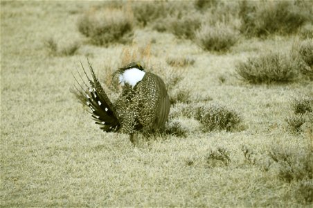 Male greater sage-grouse struts at lek (dancing or mating grounds) to attract females near Bodie, California.  (Jeannie Stafford/USFS)