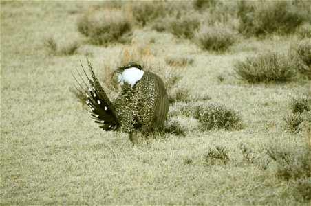 Male greater sage-grouse struts at lek (dancing or mating grounds) to attract females near Bodie, California. (Jeannie Stafford/USFS) photo