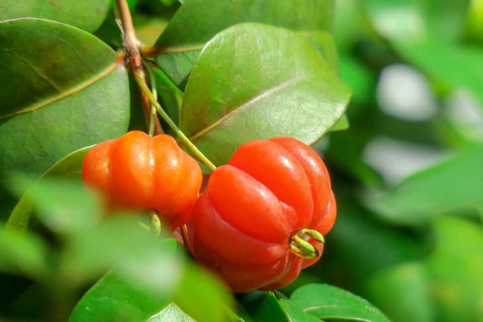 Hong kong plant beautiful