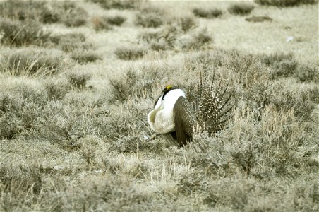 Male greater sage-grouse struts at lek (dancing or mating grounds) to attract females near Bodie, California.  (Jeannie Stafford/USFS)