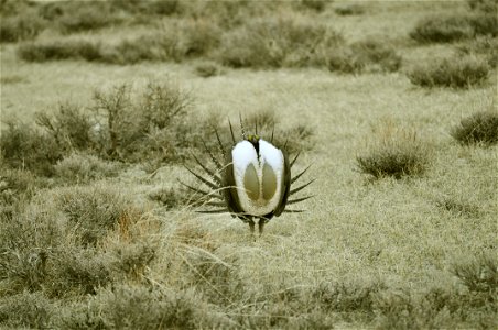 Male greater sage-grouse struts at lek (dancing or mating grounds) to attract females near Bodie, California.  (Jeannie Stafford/USFS)