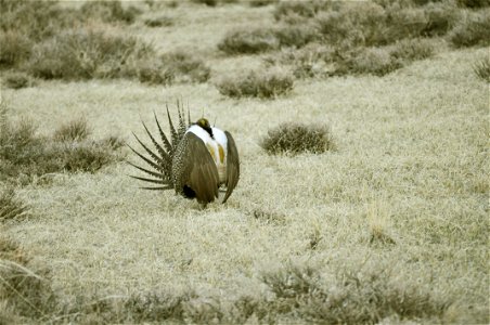 Male greater sage-grouse struts at lek (dancing or mating grounds) to attract females near Bodie, California.  (Jeannie Stafford/USFS)