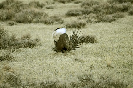 Male greater sage-grouse struts at lek (dancing or mating grounds) to attract females near Bodie, California.  (Jeannie Stafford/USFS)