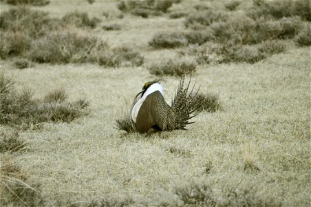 Male greater sage-grouse struts at lek (dancing or mating grounds) to attract females near Bodie, California. (Jeannie Stafford/USFS) photo