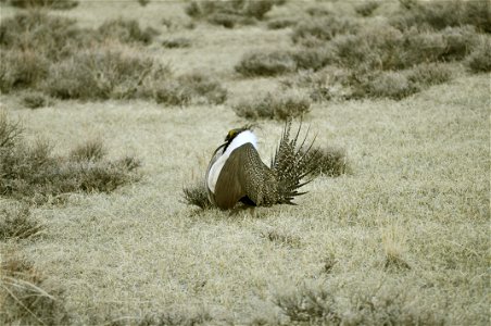 Male greater sage-grouse struts at lek (dancing or mating grounds) to attract females near Bodie, California.  (Jeannie Stafford/USFS)