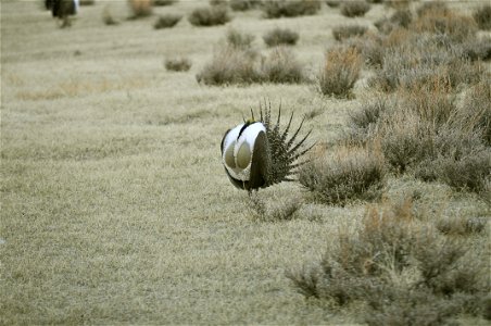 Male greater sage-grouse struts at lek (dancing or mating grounds) to attract females near Bodie, California.  (Jeannie Stafford/USFS)