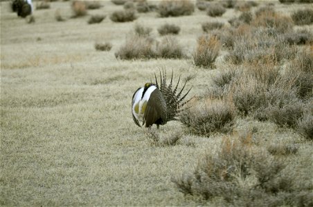 Male greater sage-grouse struts at lek (dancing or mating grounds) to attract females near Bodie, California. (Jeannie Stafford/USFS) photo