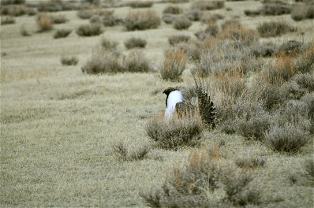 Male greater sage-grouse struts at lek (dancing or mating grounds) to attract females near Bodie, California. (Jeannie Stafford/USFS) photo