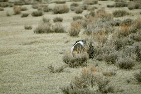Male greater sage-grouse struts at lek (dancing or mating grounds) to attract females near Bodie, California. (Jeannie Stafford/USFS) photo