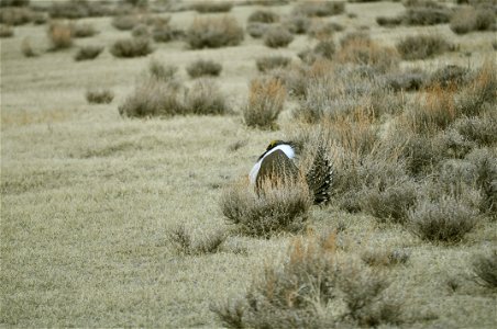 Male greater sage-grouse struts at lek (dancing or mating grounds) to attract females near Bodie, California.  (Jeannie Stafford/USFS)