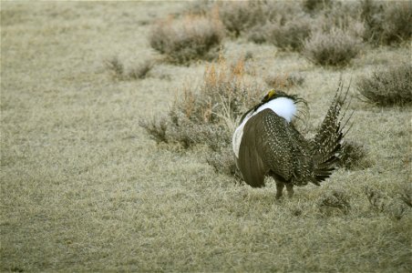 Male greater sage-grouse struts at lek (dancing or mating grounds) to attract females near Bodie, California. (Jeannie Stafford/USFS) photo