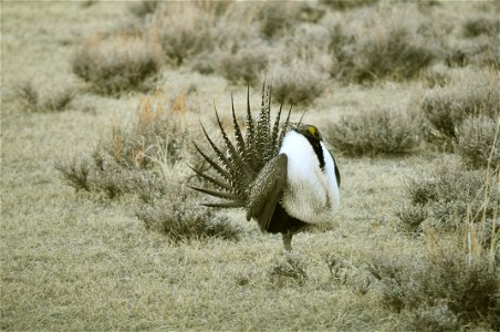 Male greater sage-grouse struts at lek (dancing or mating grounds) to attract females near Bodie, California. (Jeannie Stafford/USFS) photo