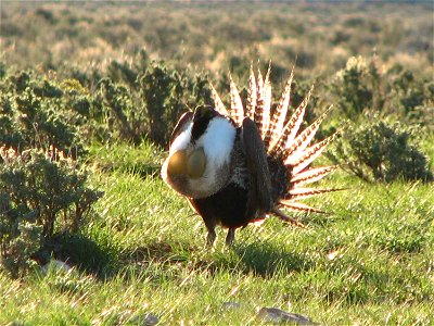 A male sage-grouse struts his stuff on his native sage steppe.